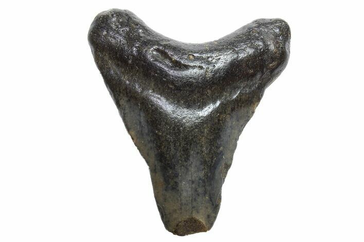 Bargain, Megalodon Tooth - North Carolina #152881
